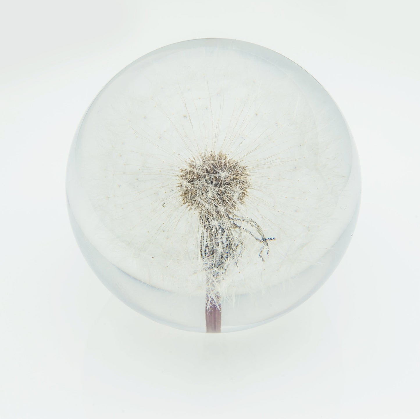 DANDELION PAPERWEIGHT | SMALL