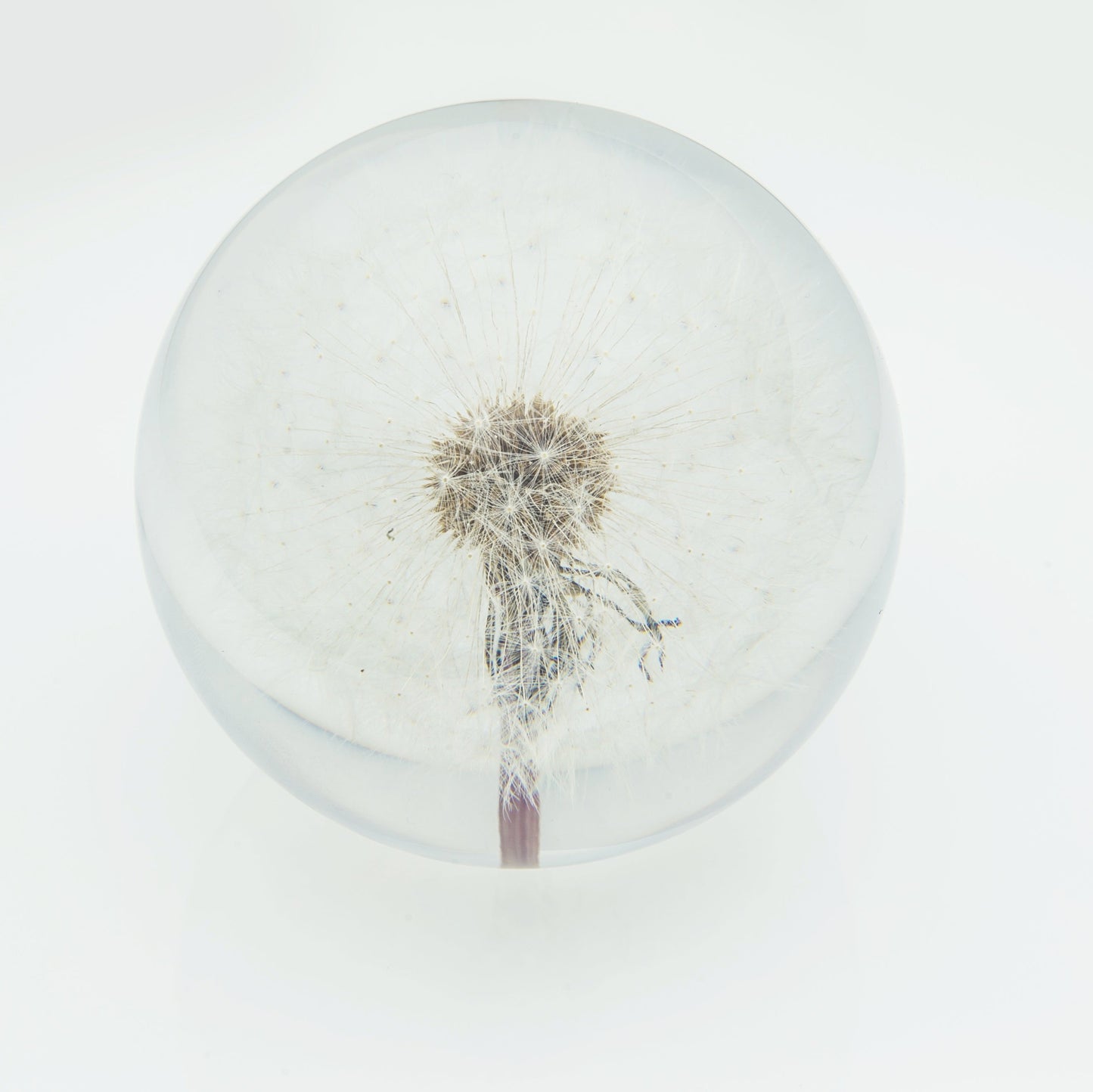 DANDELION PAPERWEIGHT