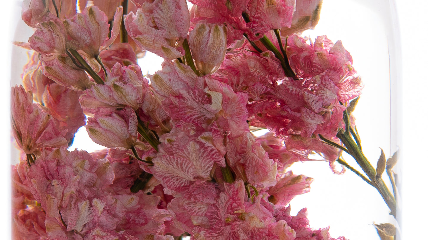 PIECES OF TIME | PINK DELPHINIUM | MEDIUM