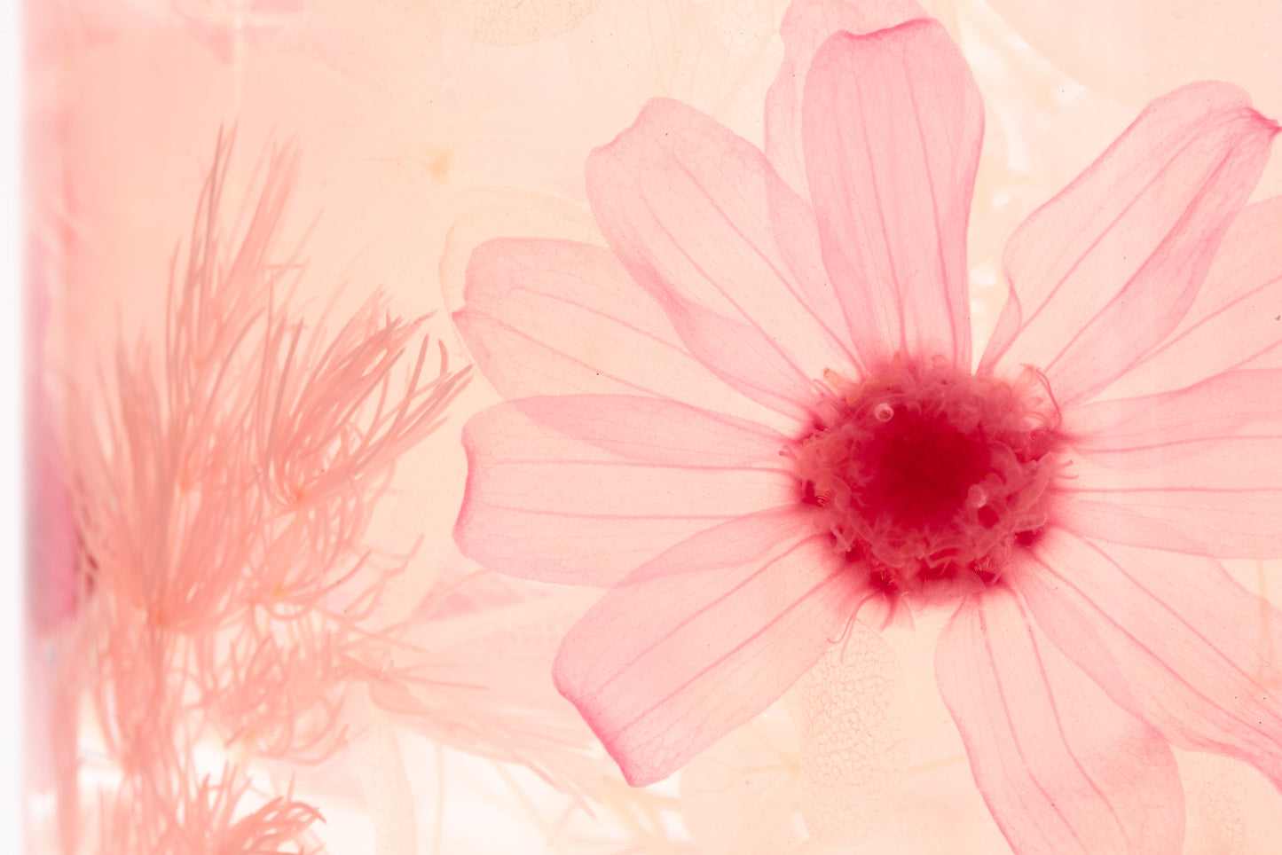 PIECES OF TIME | PINK ZINNIA | LARGE