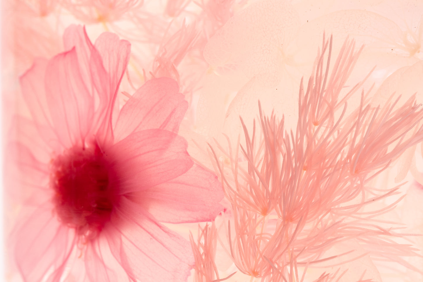PIECES OF TIME | PINK ZINNIA | LARGE
