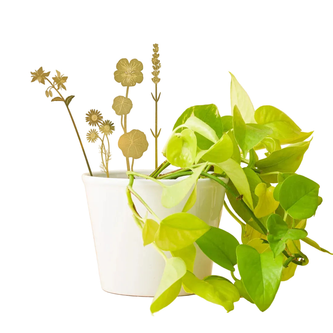 BRASS BLOOMS | HERB