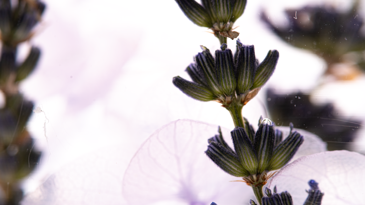 PIECES OF TIME | LAVENDER | MEDIUM