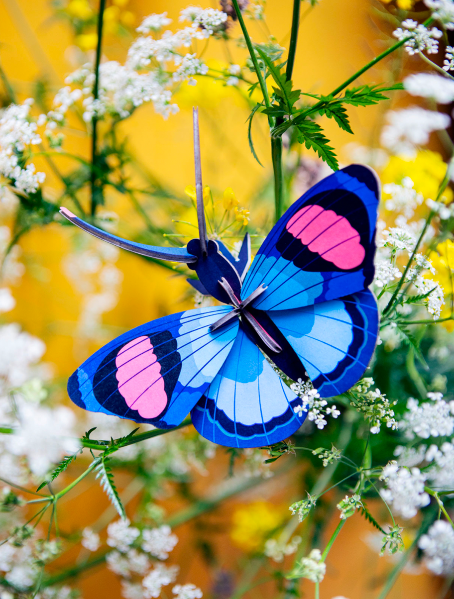 WALL ART | PEACOCK BUTTERFLY