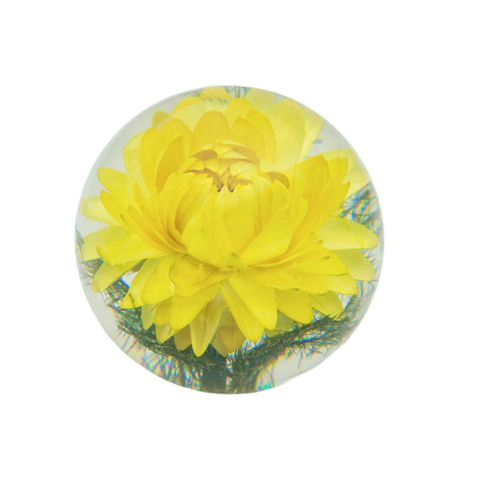 YELLOW HELICHRYSUM PAPERWEIGHT | SMALL