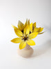 FLOWERS | CITRUS