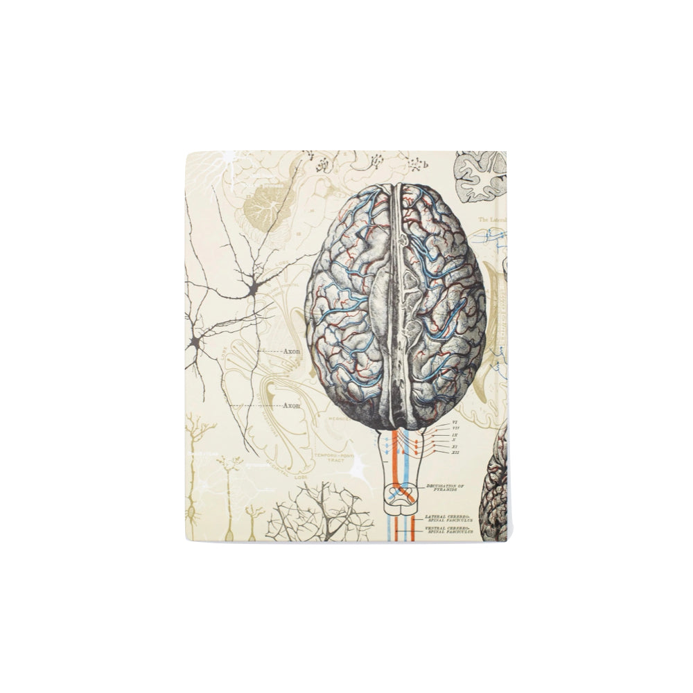 BRAIN & NEUROSCIENCE NOTEBOOK