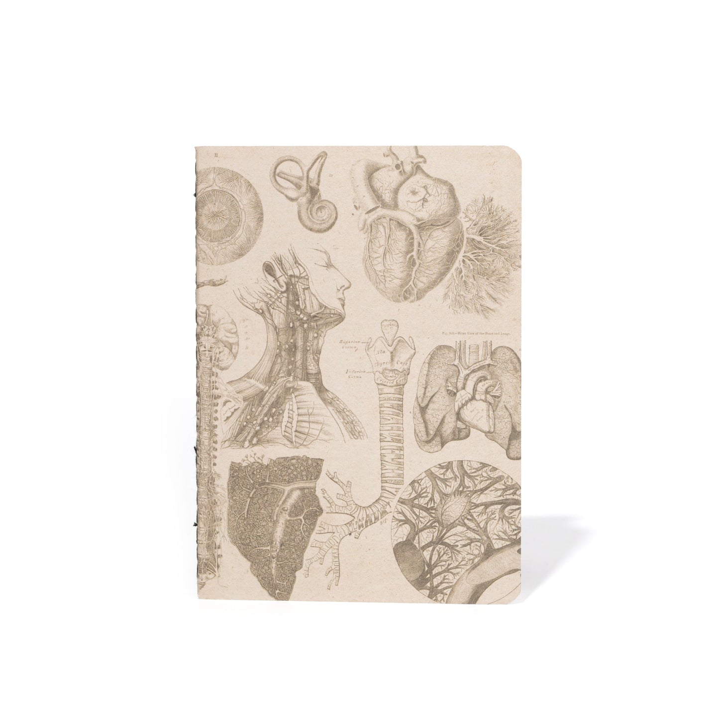 M71 ANATOMY POCKET BOOK | SET OF 4