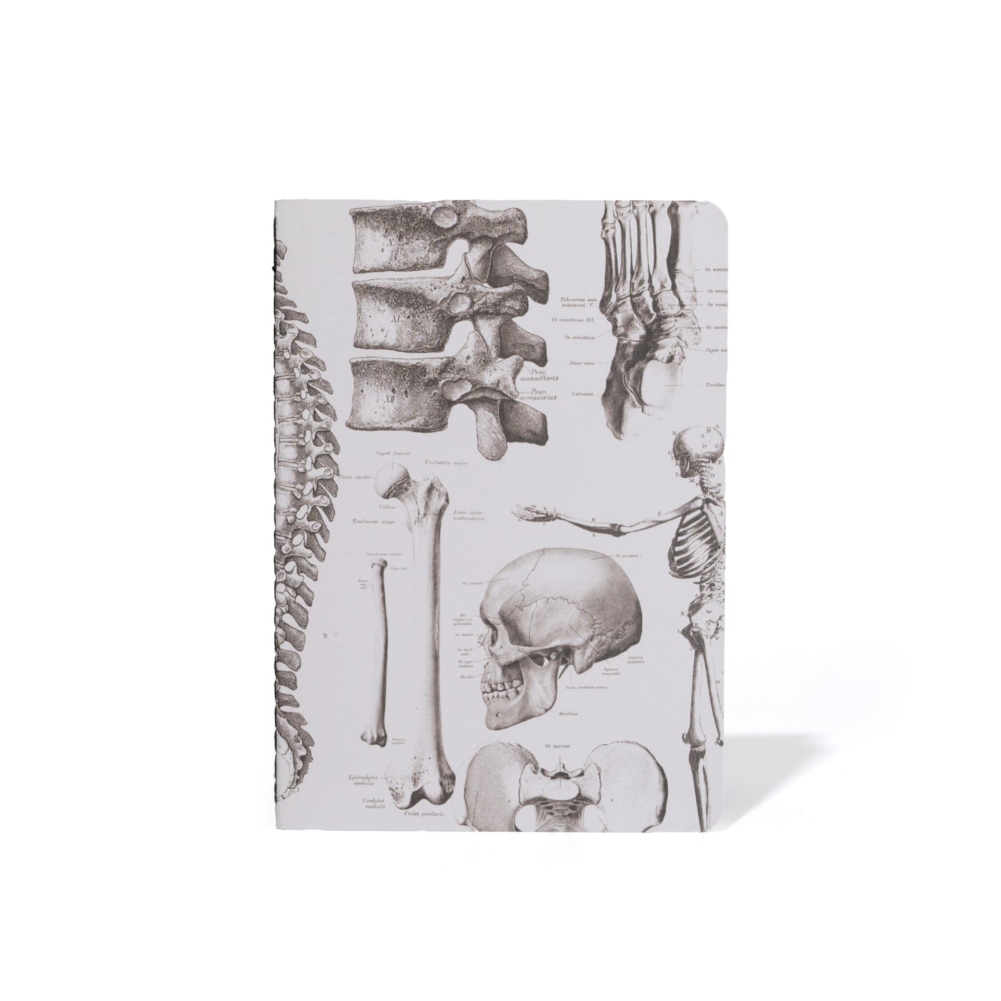 M71 ANATOMY POCKET BOOK | SET OF 4