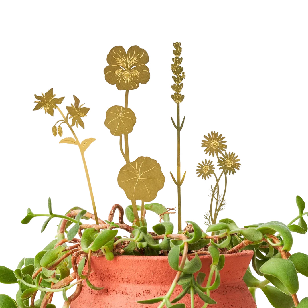 BRASS BLOOMS  | HERB