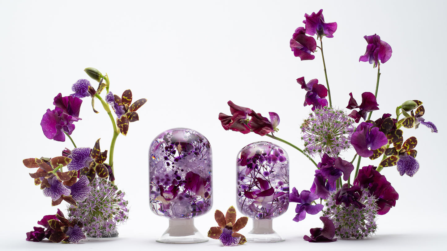 PIECES OF TIME | VIOLET COOKTOWN ORCHID | MEDIUM