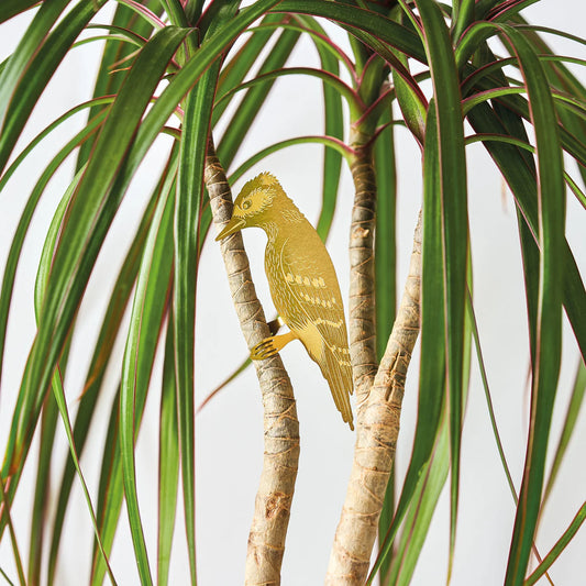 PLANT ANIMALS  | WOODPECKER