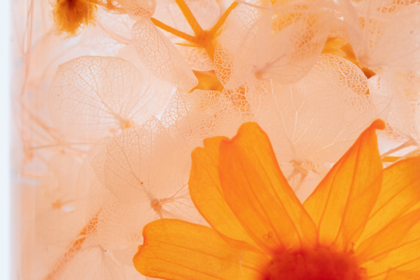 PIECES OF TIME | ORANGE ZINNIA | MEDIUM