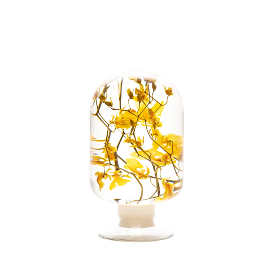 PIECES OF TIME | ONCIDIUM | MEDIUM