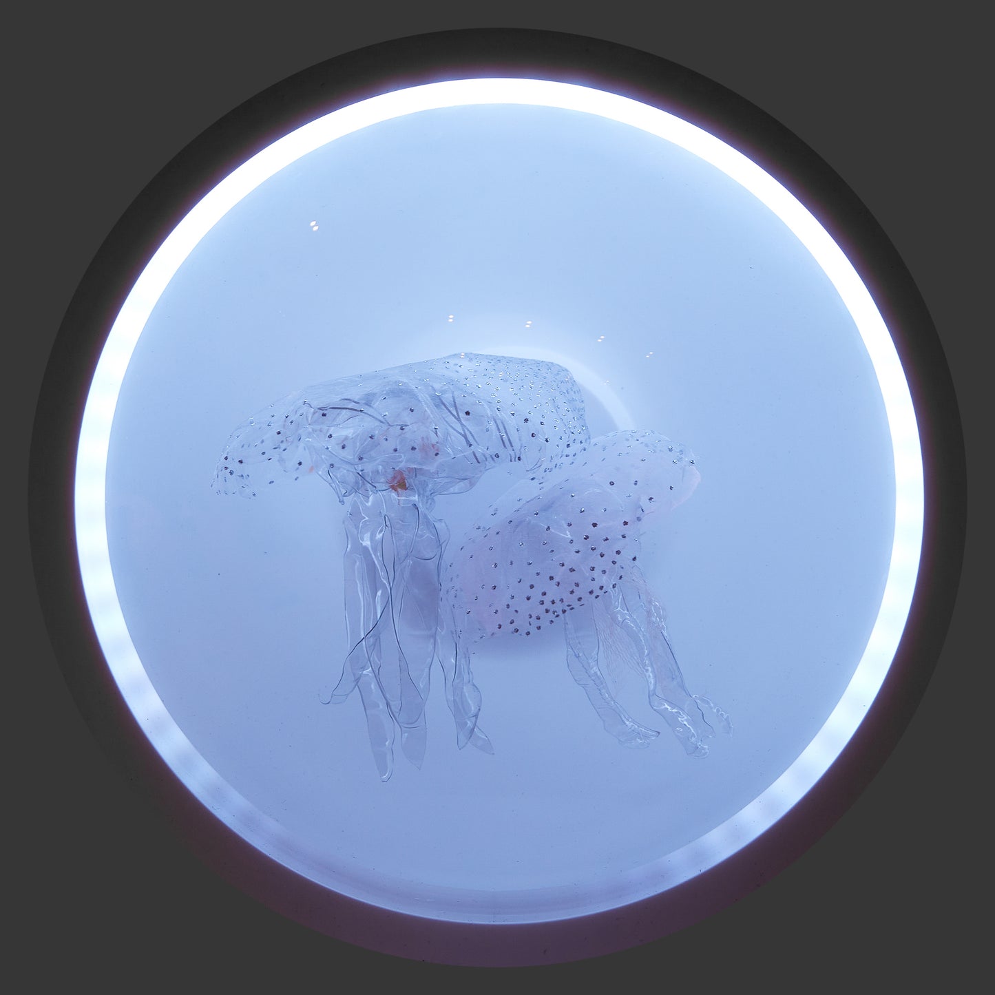 THE OBSERVATORY SIGNAL COMB JELLY 30CM POD