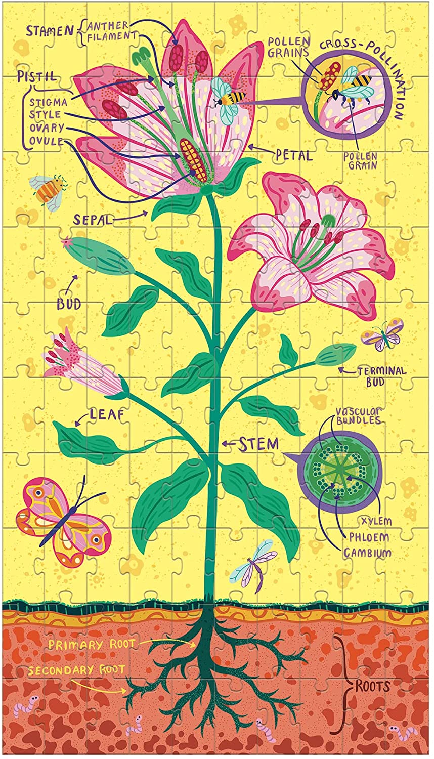 PLANT ANATOMY SCIENCE PUZZLE