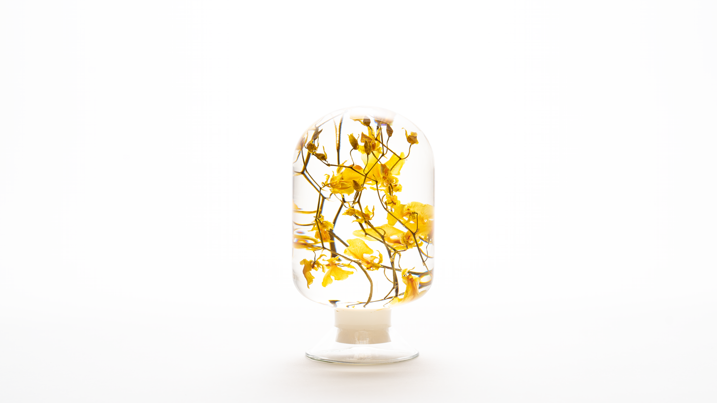 PIECES OF TIME | ONCIDIUM | LARGE